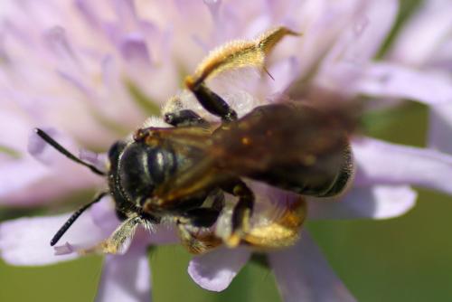 Réf. 234 366 : Andrena hattorfiana